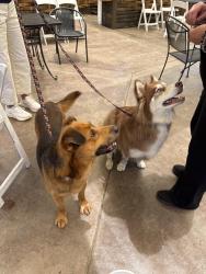 Found/Stray Unknown Dog last seen monte de oro, Temecula, CA 92591