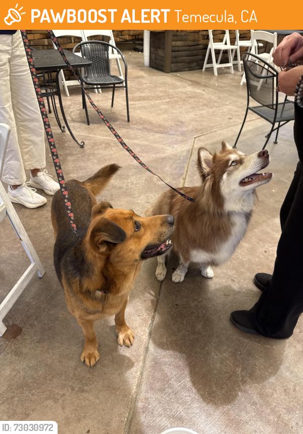 Found/Stray Unknown Dog last seen monte de oro, Temecula, CA 92591