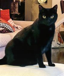 Reunited Female Cat last seen Braddock Road, Aldie, VA 20105