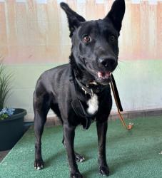 Shelter Stray Female Dog last seen , 4275 Elton St, Baldwin Park, CA 91706, USA