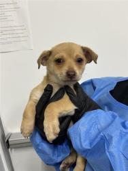 Shelter Stray Female Dog last seen Near BLOCK W CLINTON AVE, FRESNO CA 93705 4312, 5277 E Airways Blvd, Fresno, CA 93727, USA