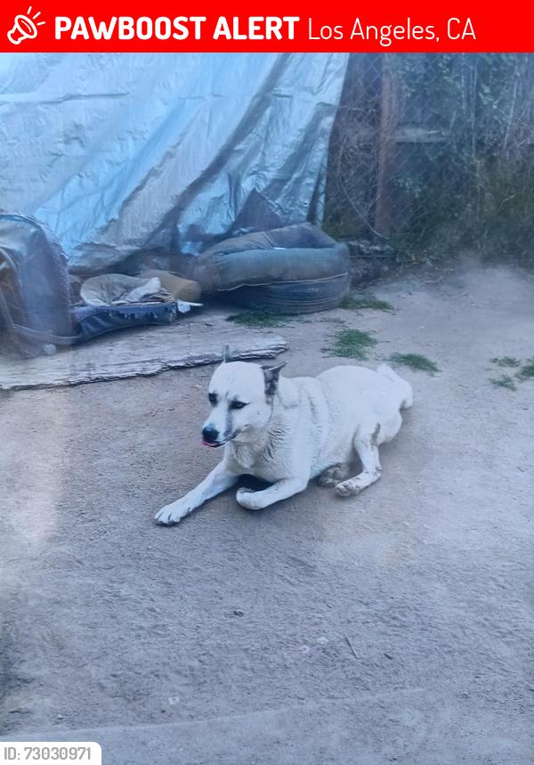 Lost Male Dog last seen 118th st and clovis ave, Los Angeles, CA 90059