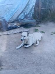 Lost Male Dog last seen 118th st and clovis ave, Los Angeles, CA 90059