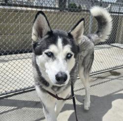 Shelter Stray Male Dog last seen Near BLOCK S CORONA ST. DENVER CO 80218, 1241 W Bayaud Ave, Denver, CO 80223, USA