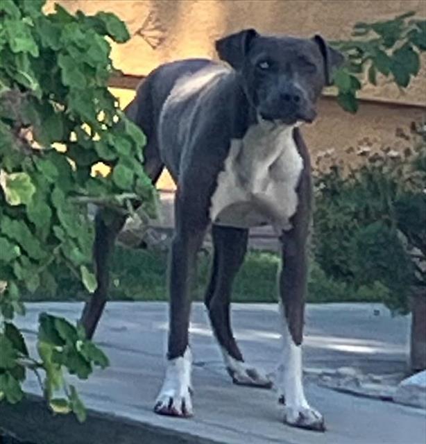 Shelter Stray Female Dog last seen Near BLOCK S HOLLY AVE, FRESNO CA 93706 4464, 5277 E Airways Blvd, Fresno, CA 93727, USA