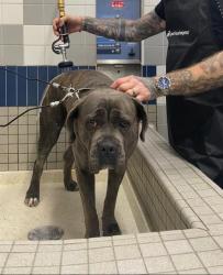 Shelter Stray Female Dog last seen RIVERSIDE BLVD & 12TH AVE, 2127 Front St, Sacramento, CA 95818, USA