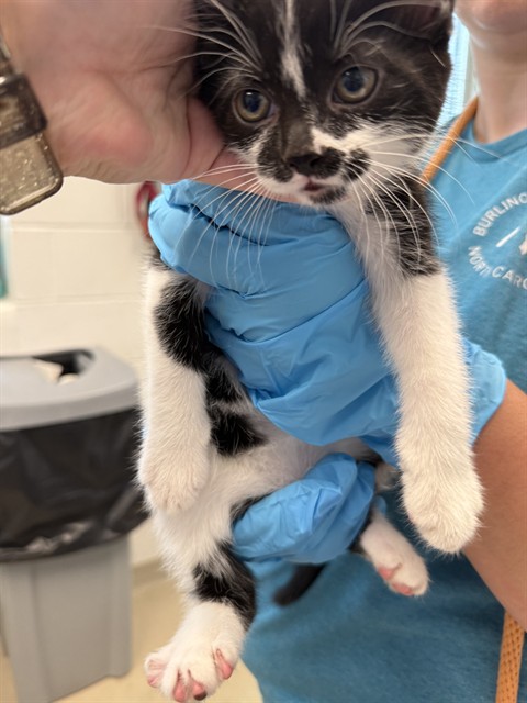 Shelter Stray Female Cat last seen BURLINGTON AC, 221 Stone Quarry Rd, Burlington, NC 27217, USA