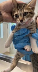 Shelter Stray Female Cat last seen BURLINGTON AC, 221 Stone Quarry Rd, Burlington, NC 27217, USA