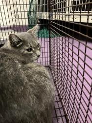 Shelter Stray Male Cat last seen Near BLK E MCKENZIE ST, LONG BEACH, CA 90805, 7700 E Spring St, Long Beach, CA 90815, USA