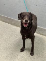 Shelter Stray Female Dog last seen Near BLOCK DUNEDIN CT, LAS VEGAS NV 89110, 655 N Mojave Rd, Las Vegas, NV 89101, USA