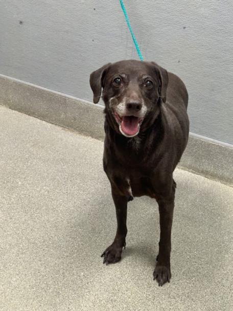 Shelter Stray Female Dog last seen Near BLOCK DUNEDIN CT, LAS VEGAS NV 89110, 655 N Mojave Rd, Las Vegas, NV 89101, USA