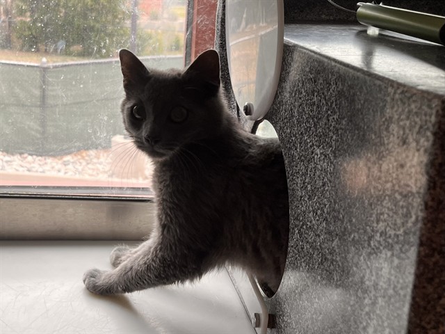 Shelter Stray Unknown Cat last seen Near BLOCK EL MORRO RD, COLORADO SPRINGS CO 80910, 610 Abbot Ln, Colorado Springs, CO 80905, USA