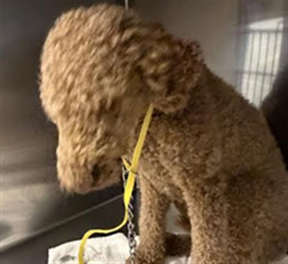 Shelter Stray Female Dog last seen , 1850 W 60th St, Los Angeles, CA 90047, USA