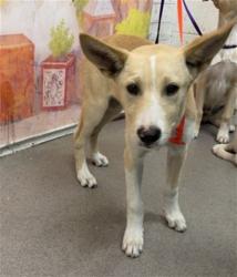 Shelter Stray Male Dog last seen MEDICAL CENTER DR X W 20TH ST, 333 Chandler Pl, San Bernardino, CA 92408, USA