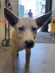Shelter Stray Male Dog last seen MEDICAL CENTER DR X W 20TH ST, 333 Chandler Pl, San Bernardino, CA 92408, USA