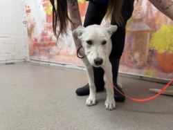 Shelter Stray Female Dog last seen MEDICAL CENTER DR X W 20TH ST, 333 Chandler Pl, San Bernardino, CA 92408, USA