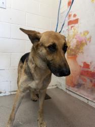 Shelter Stray Female Dog last seen LEONARD AND 5TH, 333 Chandler Pl, San Bernardino, CA 92408, USA