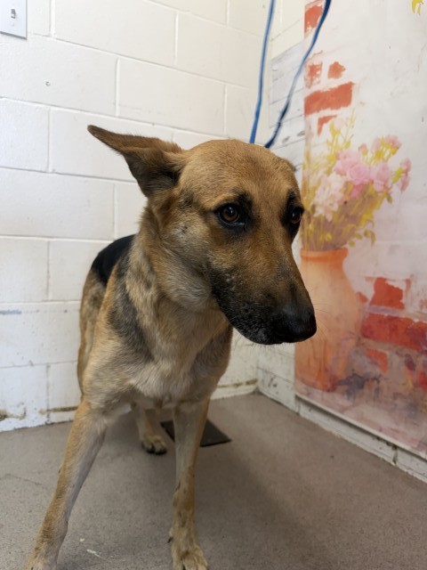 Shelter Stray Female Dog last seen LEONARD AND 5TH, 333 Chandler Pl, San Bernardino, CA 92408, USA