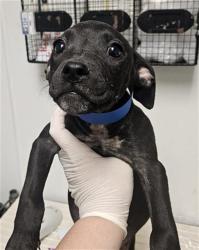 Shelter Stray Male Dog last seen Near BLOCK GALAXY AVE, BAKERSFIELD CA 93308, 3951 Fruitvale Ave, Bakersfield, CA 93308, USA