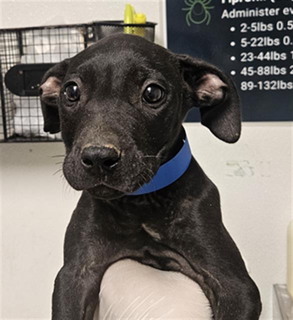 Shelter Stray Male Dog last seen Near BLOCK GALAXY AVE, BAKERSFIELD CA 93308, 3951 Fruitvale Ave, Bakersfield, CA 93308, USA