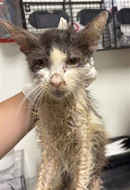 Shelter Stray Female Cat last seen Near BLOCK YOSEMITE DR, BAKERSFIELD CA 93308, 3951 Fruitvale Ave, Bakersfield, CA 93308, USA