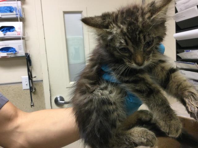 Shelter Stray Male Cat last seen WILSHIRE X NORTHBEND, 6851 Van Buren Boulevard, Jurupa Valley, CA 92509, USA