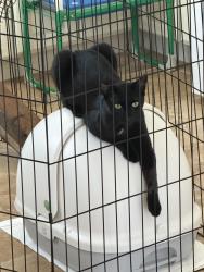 Found/Stray Male Cat last seen Greystone neighborhood area, Birmingham, AL 35242