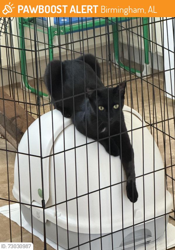Found/Stray Male Cat last seen Greystone neighborhood area, Birmingham, AL 35242