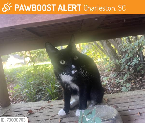 Found/Stray Unknown Cat last seen Braxton, Charleston, SC 29407