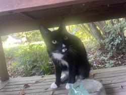 Found/Stray Unknown Cat last seen Braxton, Charleston, SC 29407