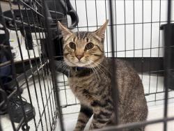 Shelter Stray Male Cat last seen , 14409 Vanowen St, Van Nuys, CA 91405, USA