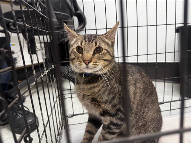 Shelter Stray Male Cat last seen , 14409 Vanowen St, Van Nuys, CA 91405, USA