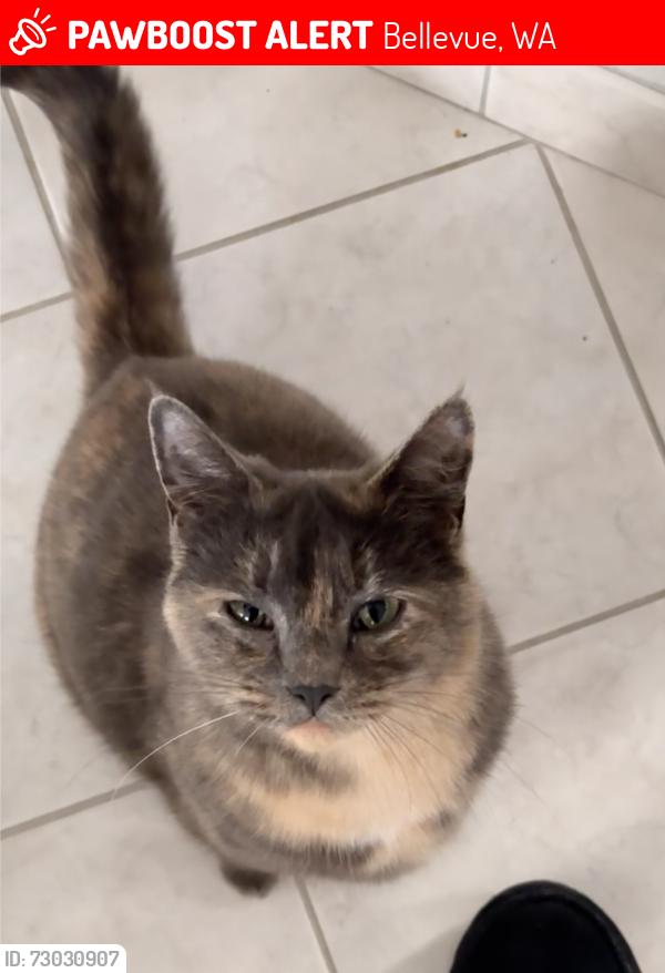 Lost Female Cat last seen NE 19th Place, Bellevue, Bellevue, WA 98008