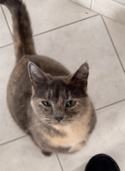 Lost Female Cat last seen NE 19th Place, Bellevue, Bellevue, WA 98008