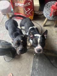 Found/Stray Female Dog last seen 26th and Ann Arbor, Oklahoma City, OK 73127