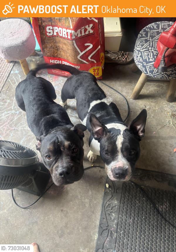 Found/Stray Female Dog last seen 26th and Ann Arbor, Oklahoma City, OK 73127
