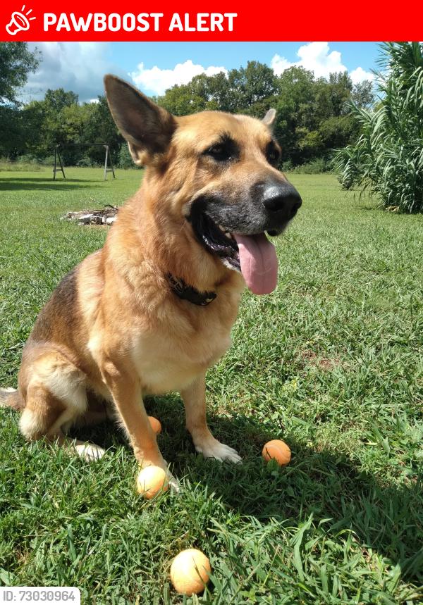 Lost Male Dog last seen Browns Mill Rd, Guy  James Rd, Rutherford County, TN 37085