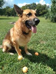 Lost Male Dog last seen Browns Mill Rd, Guy  James Rd, Rutherford County, TN 37085