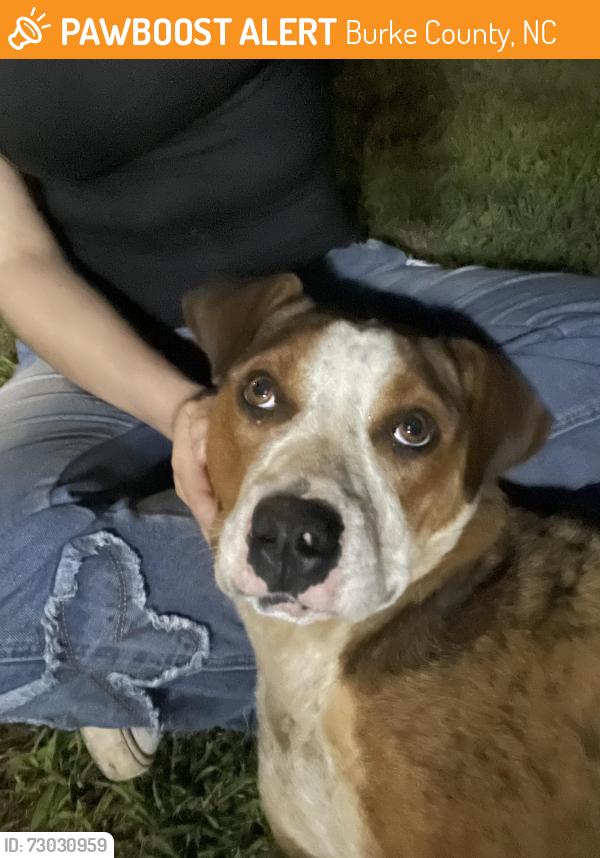 Found/Stray Female Dog last seen Mount Olive Church Rd, Burke County, NC 28655