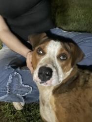 Found/Stray Female Dog last seen Mount Olive Church Rd, Burke County, NC 28655