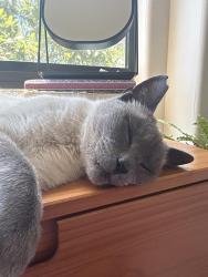 Found/Stray Male Cat last seen Cerro Romauldo and Patricia, San Luis Obispo, CA 93407