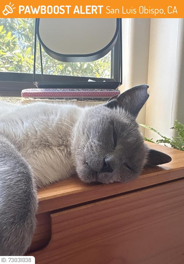 Found/Stray Male Cat last seen Cerro Romauldo and Patricia, San Luis Obispo, CA 93407