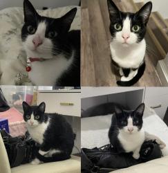 Lost Female Cat last seen Bushes right in front of disabled parking, near the bathrooms/grills, Stinson Beach, CA 94970