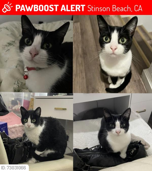 Lost Female Cat last seen Bushes right in front of disabled parking, near the bathrooms/grills, Stinson Beach, CA 94970