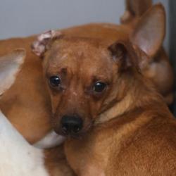 Shelter Stray Female Dog last seen Near BLOCK W SALINAS, 4710 TX-151, San Antonio, TX 78227, USA