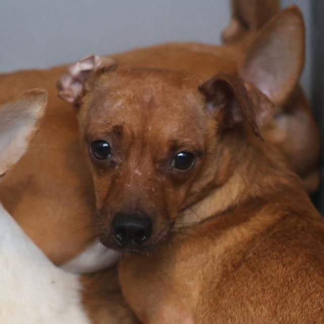 Shelter Stray Female Dog last seen Near BLOCK W SALINAS, 4710 TX-151, San Antonio, TX 78227, USA