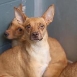 Shelter Stray Female Dog last seen Near BLOCK W SALINAS, 4710 TX-151, San Antonio, TX 78227, USA