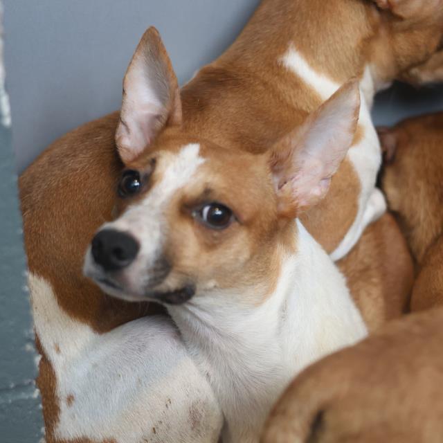 Shelter Stray Female Dog last seen Near BLOCK W SALINAS, 4710 TX-151, San Antonio, TX 78227, USA