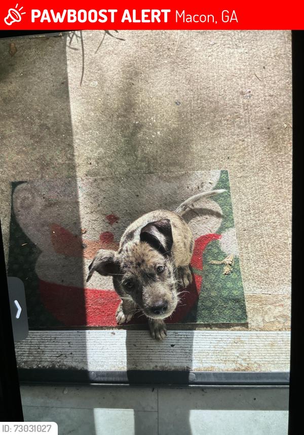 Lost Female Dog last seen Near nisbet dr, Macon, GA 31206