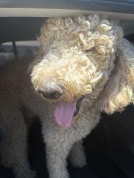 Reunited Male Dog last seen 27th and Glendale , Phoenix, AZ 85051